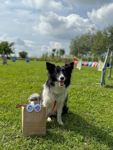 MAGIC Team - szkolenie psów